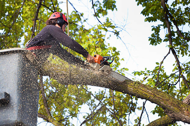 Why Choose Our Tree Removal Services in Villas, NJ?